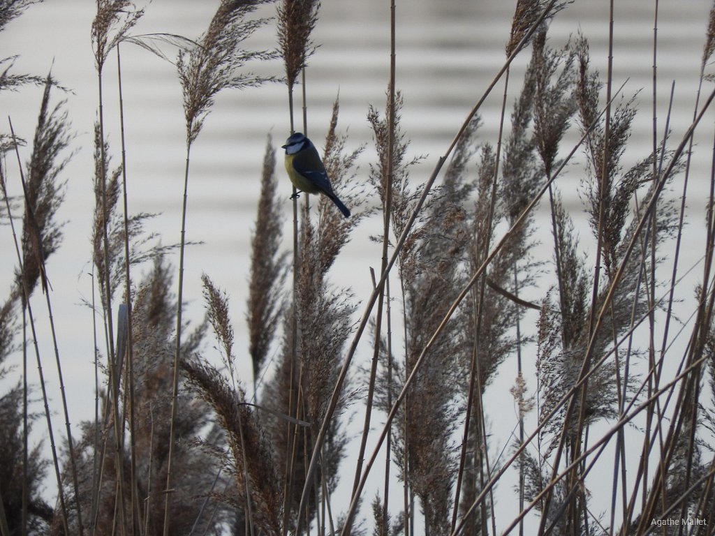 Mésange bleue