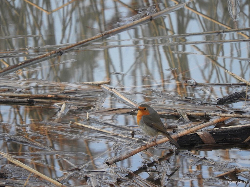 Rougegorge familier