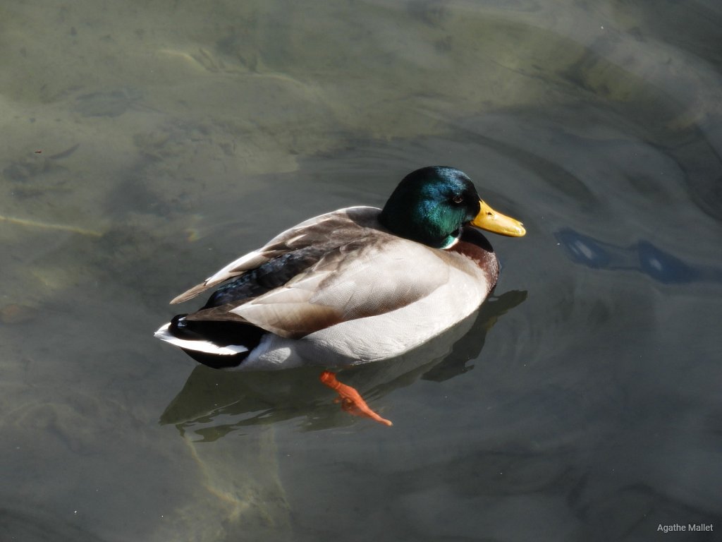 Canard colvert ♂