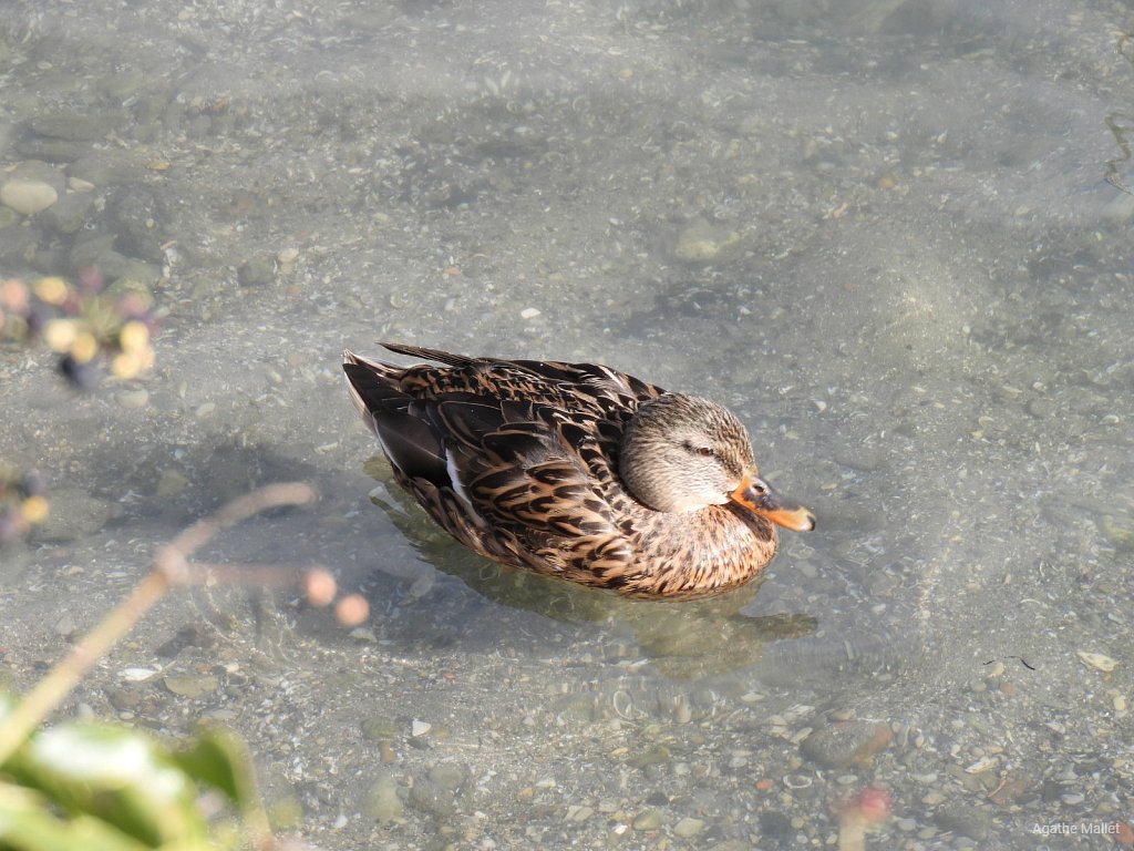 Canard colvert ♀