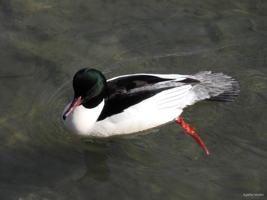 Harle bièvre ♂