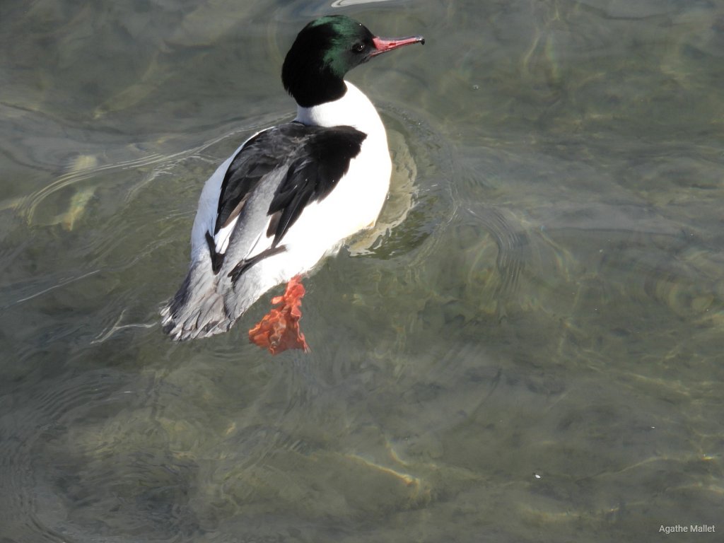 Harle bièvre ♂