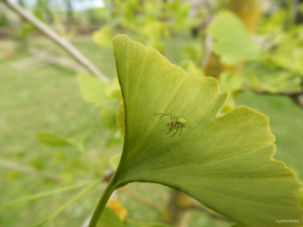 Araignée et Gingko 