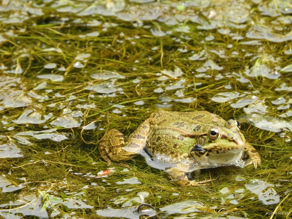 Grenouille verte