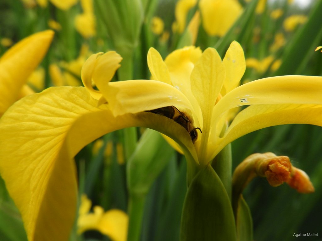 Iris et abeille