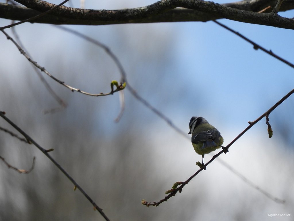 Mésange bleue