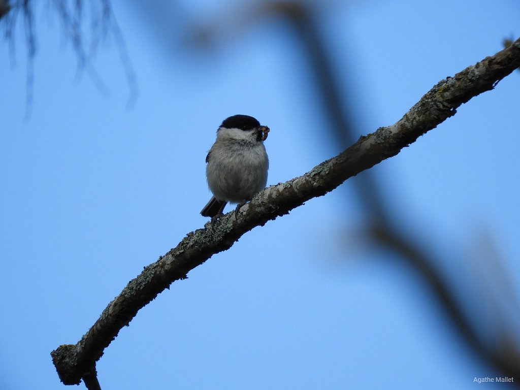 Mésange nonnette