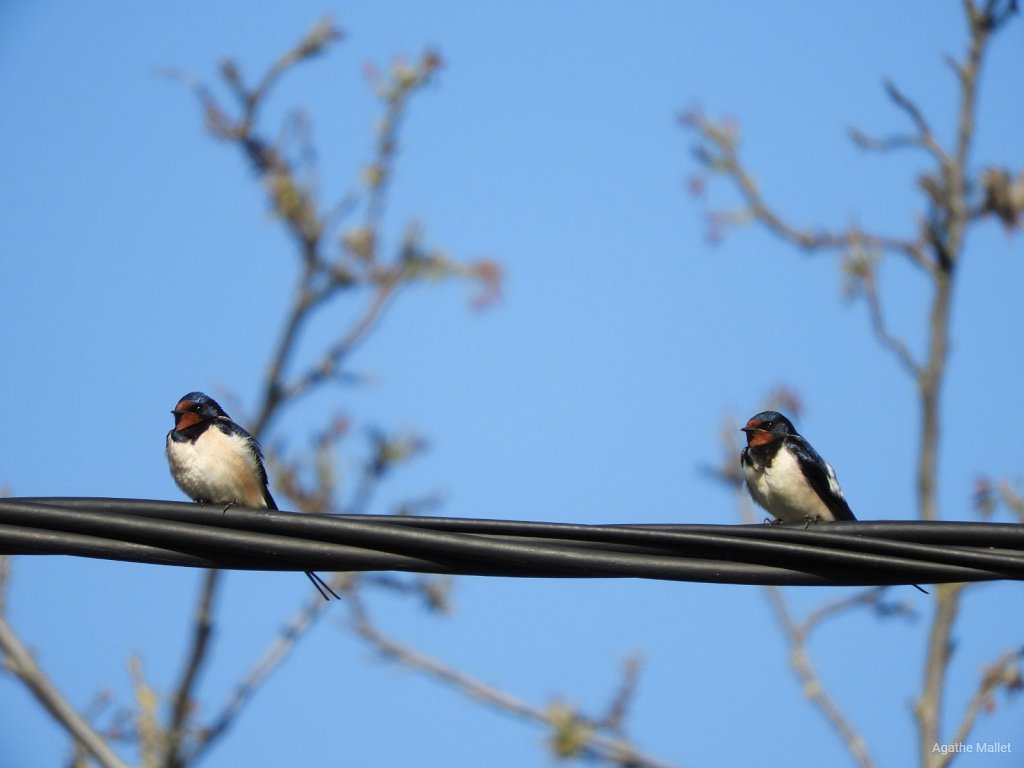 Hirondelles rustiques