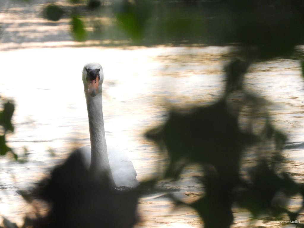 Cygne tuberculé