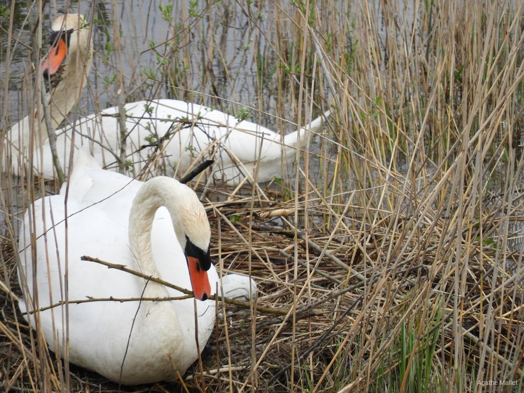 Cygnes tuberculés et oeufs