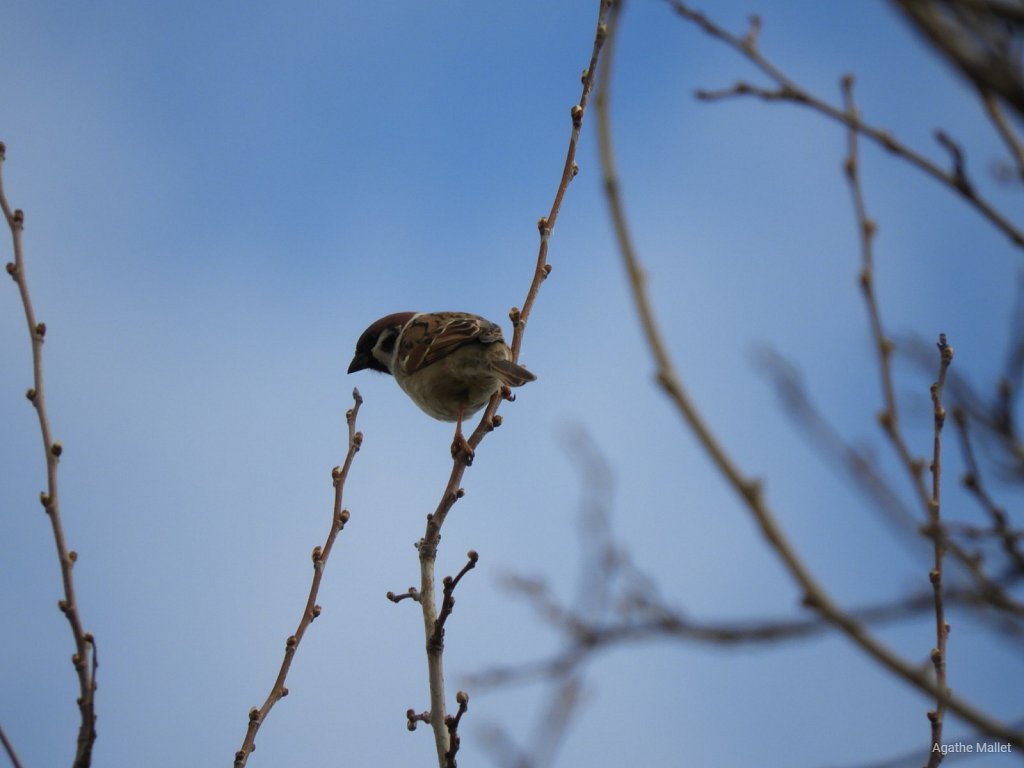 Moineau friquet