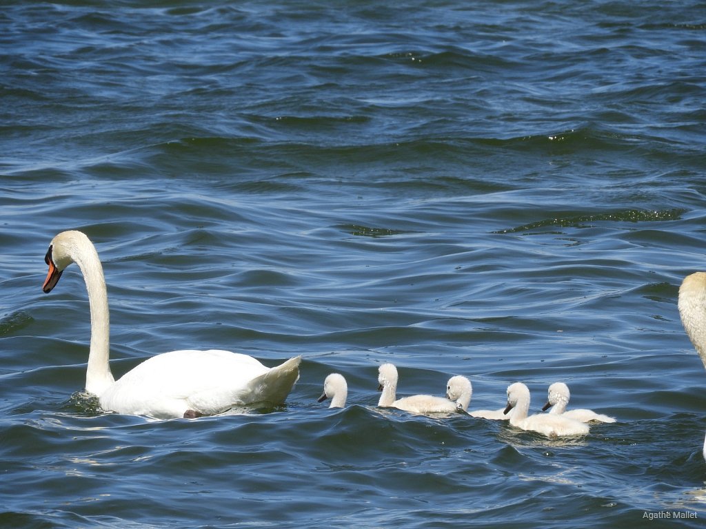 Cygnes tuberculés