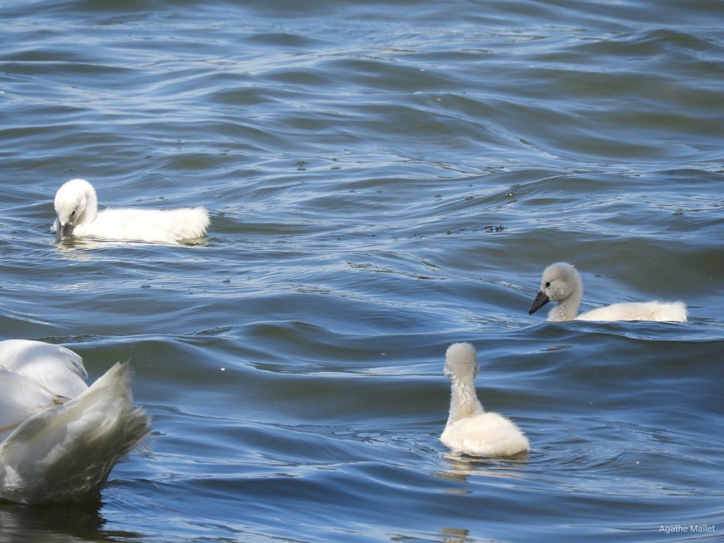 Cygnes tuberculés 