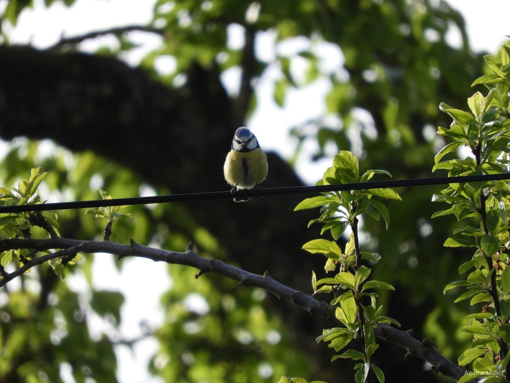 Mésange bleue