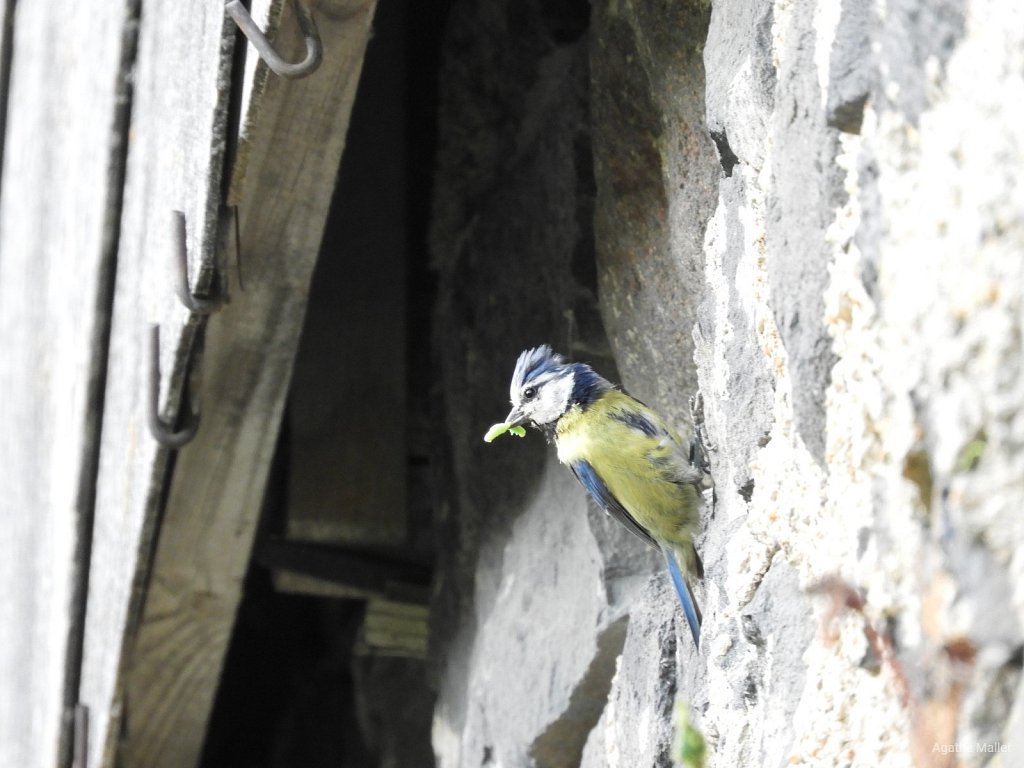 Mésange bleue