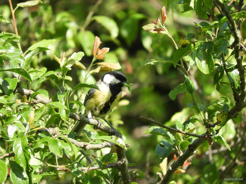 Mésange charbonnière