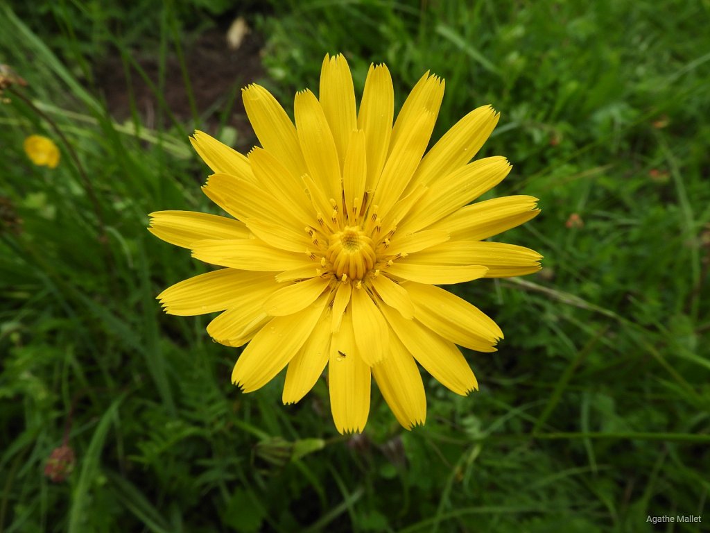 Tragopogon pratensis