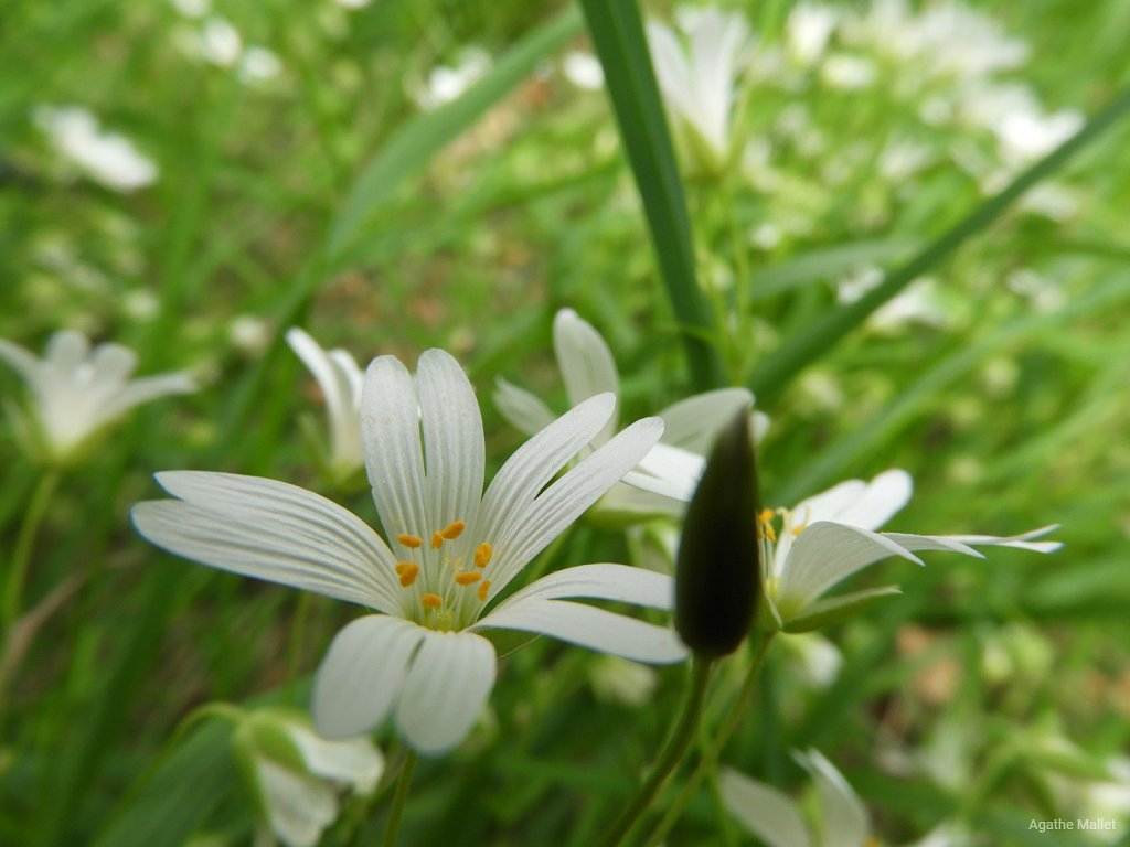 Stellaire holostée