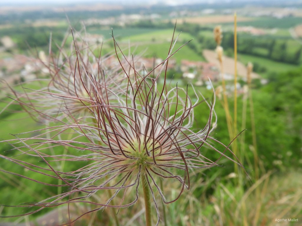 Pulsatille rouge