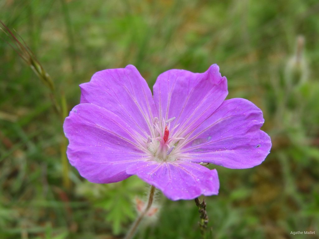 Géranium sanguin