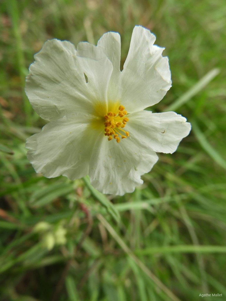 Hélianthème des Apennins