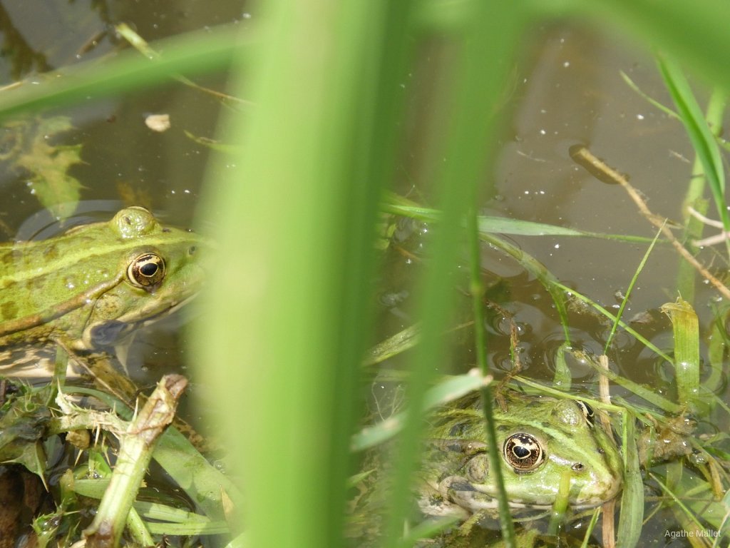 Grenouilles vertes