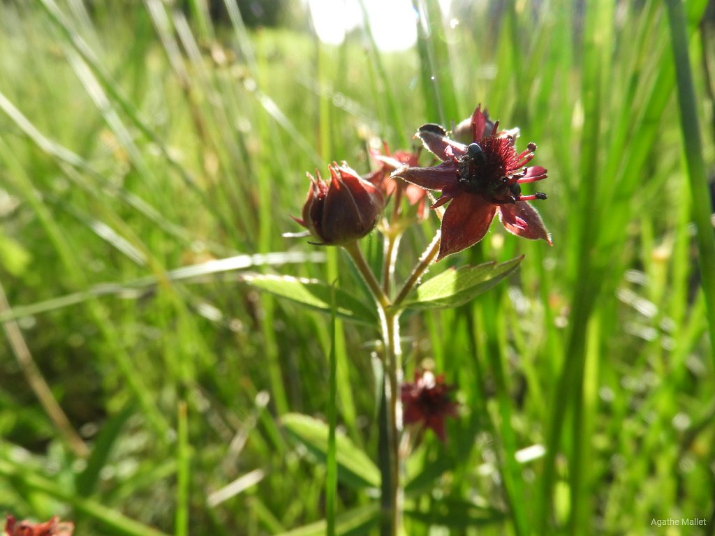 Potentille des marais