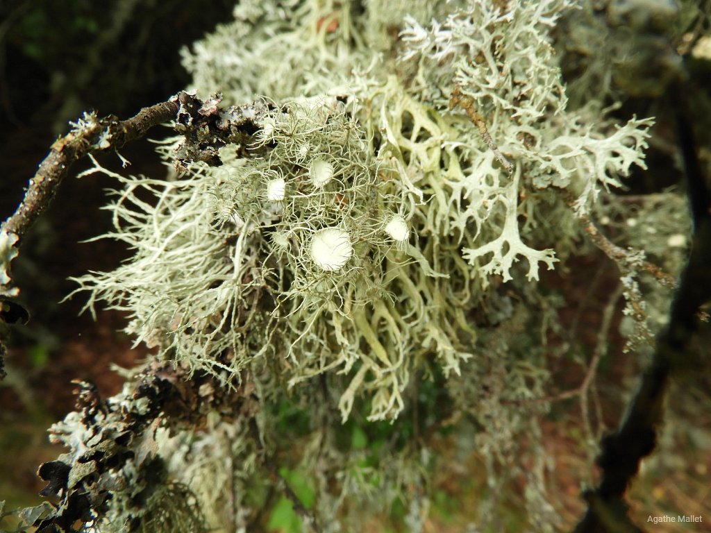 Lichens