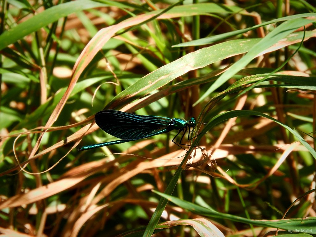 Calopteryx virgo