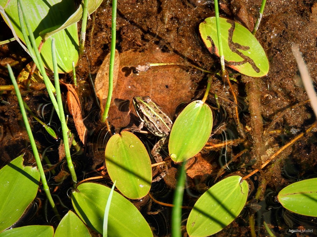 Grenouille verte