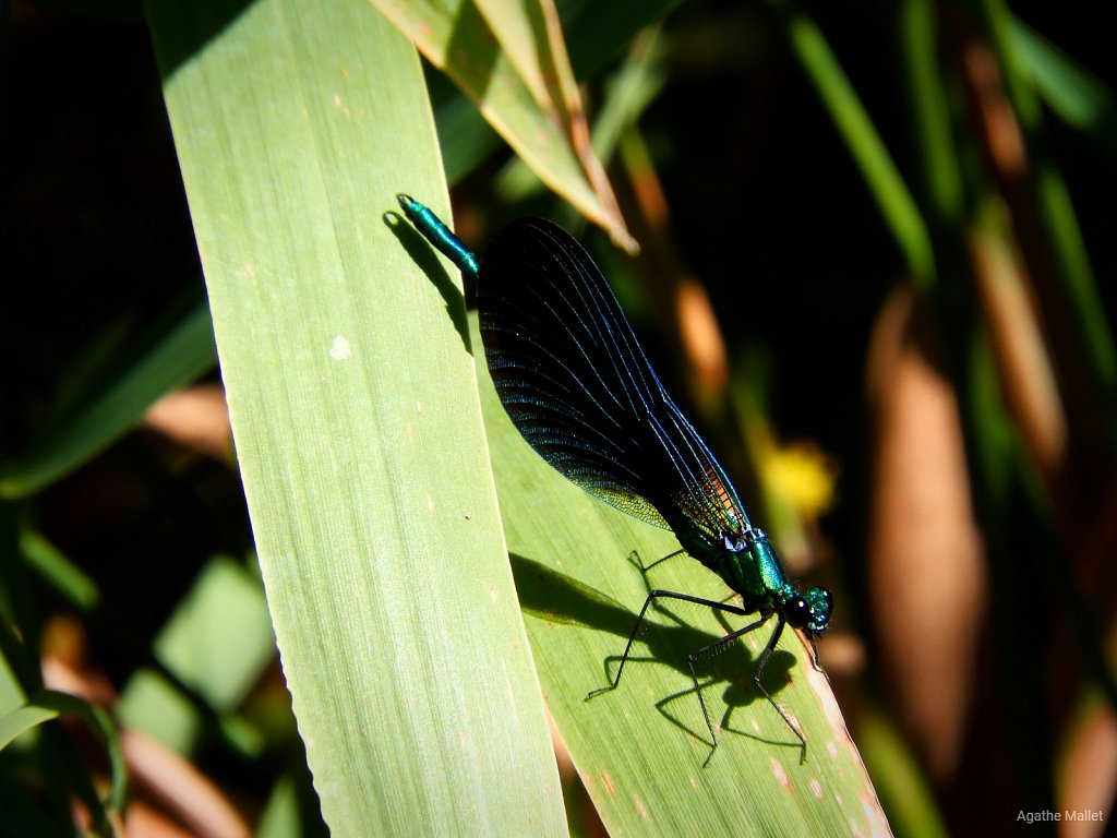 Calopteryx