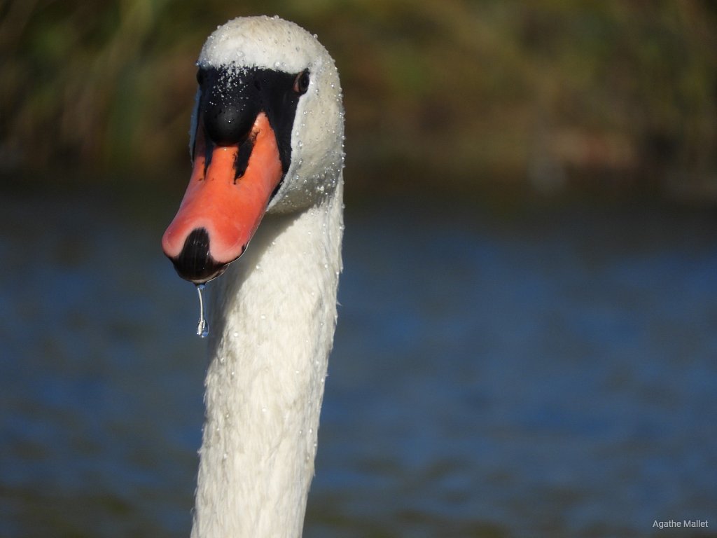 Cygne tuberculé