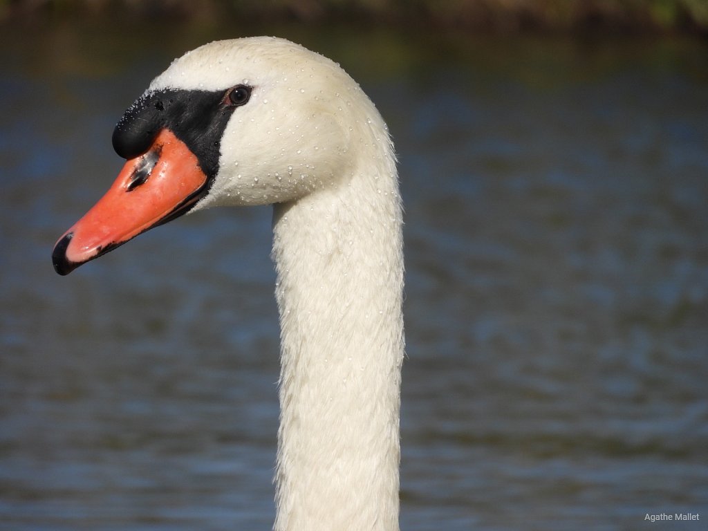 Cygne tuberculé