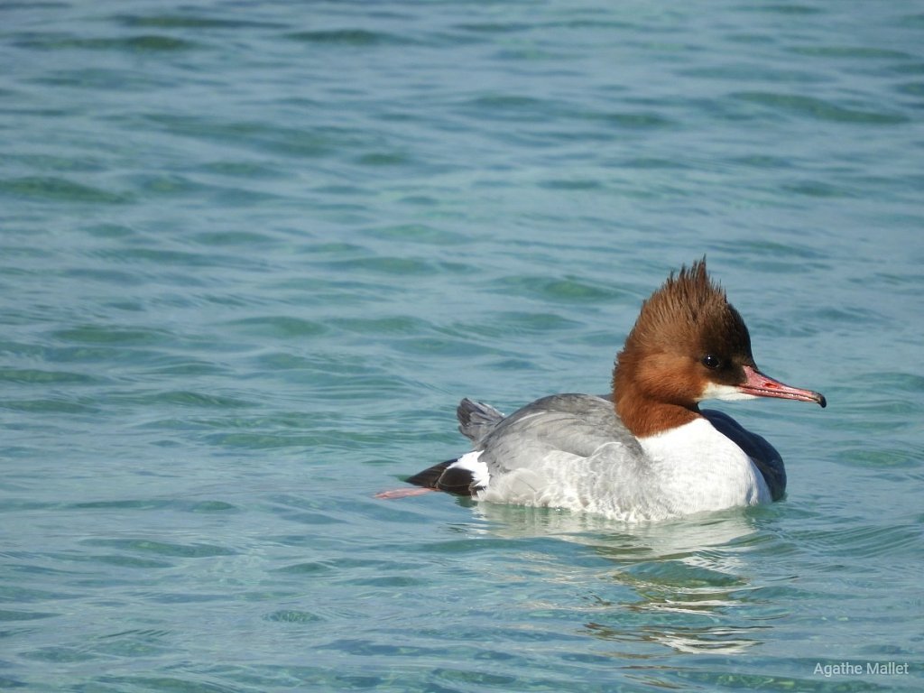 Harle bièvre ♀