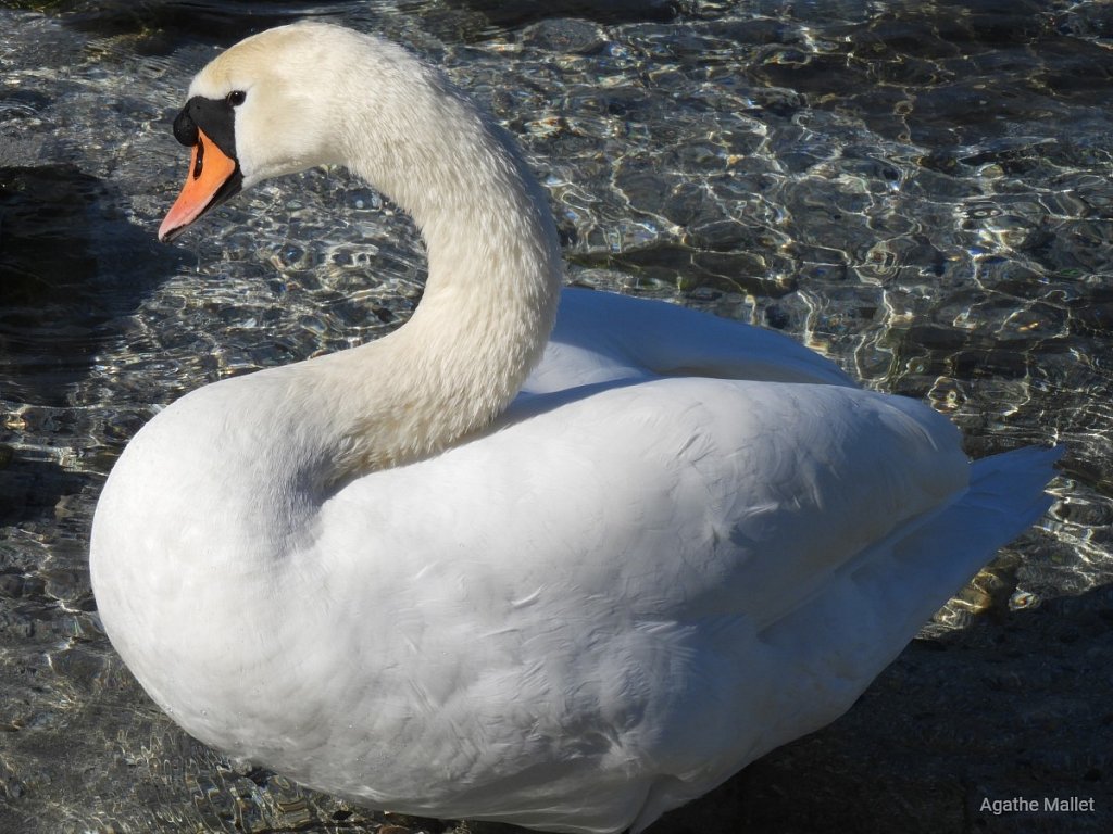 Cygne tuberculé