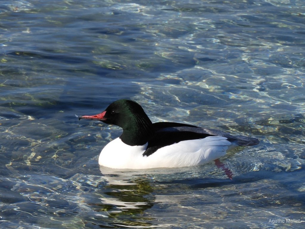 Harle bièvre ♂ 