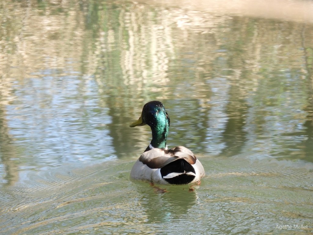 Canard colvert ♂ 