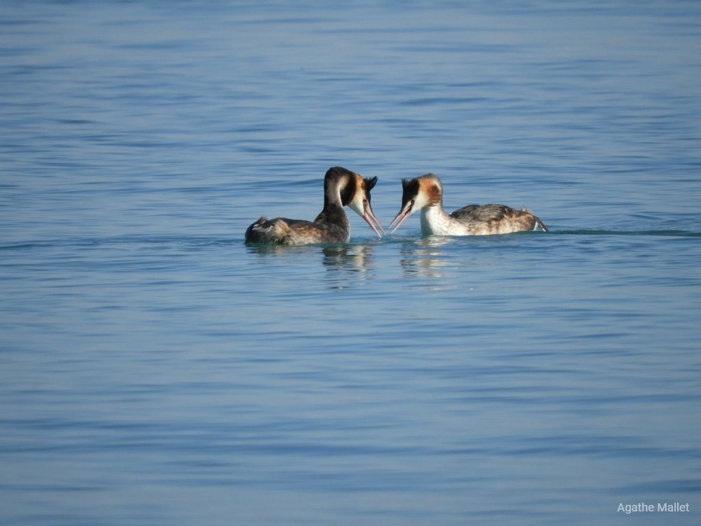 Grèbes huppés