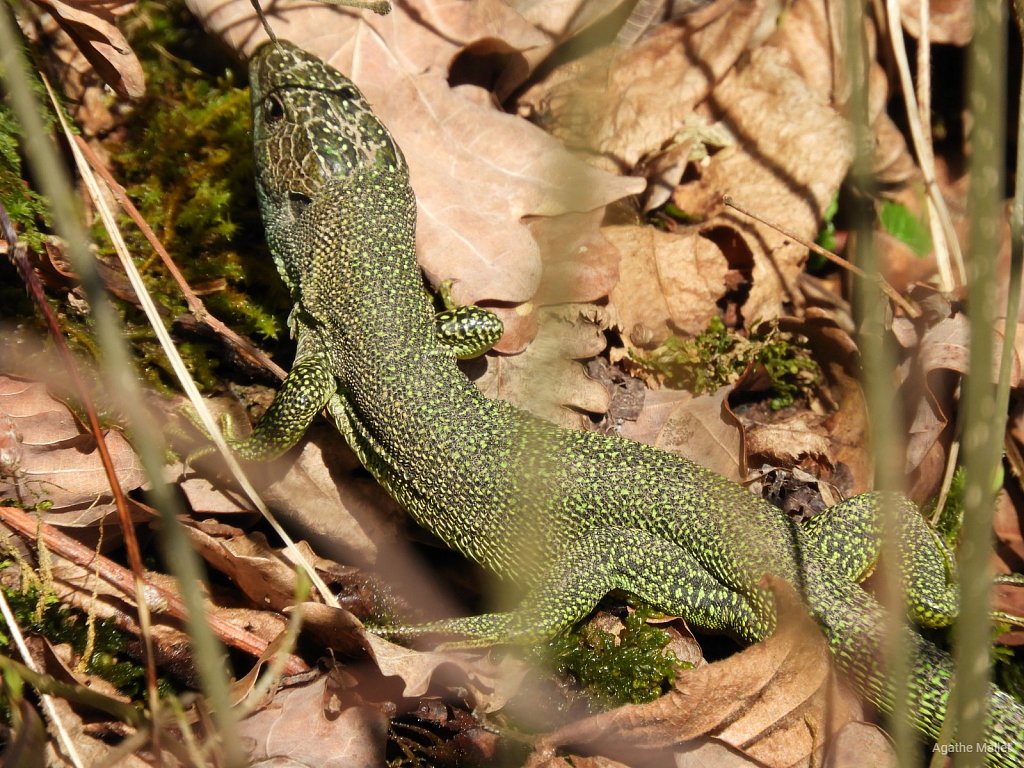 Lézard à deux raies