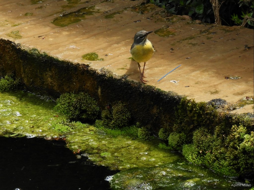 Bergeronnette des ruisseaux