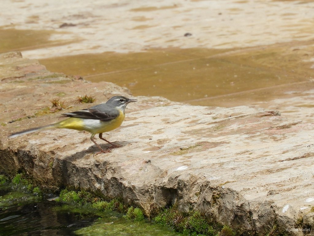 Bergeronnette des ruisseaux