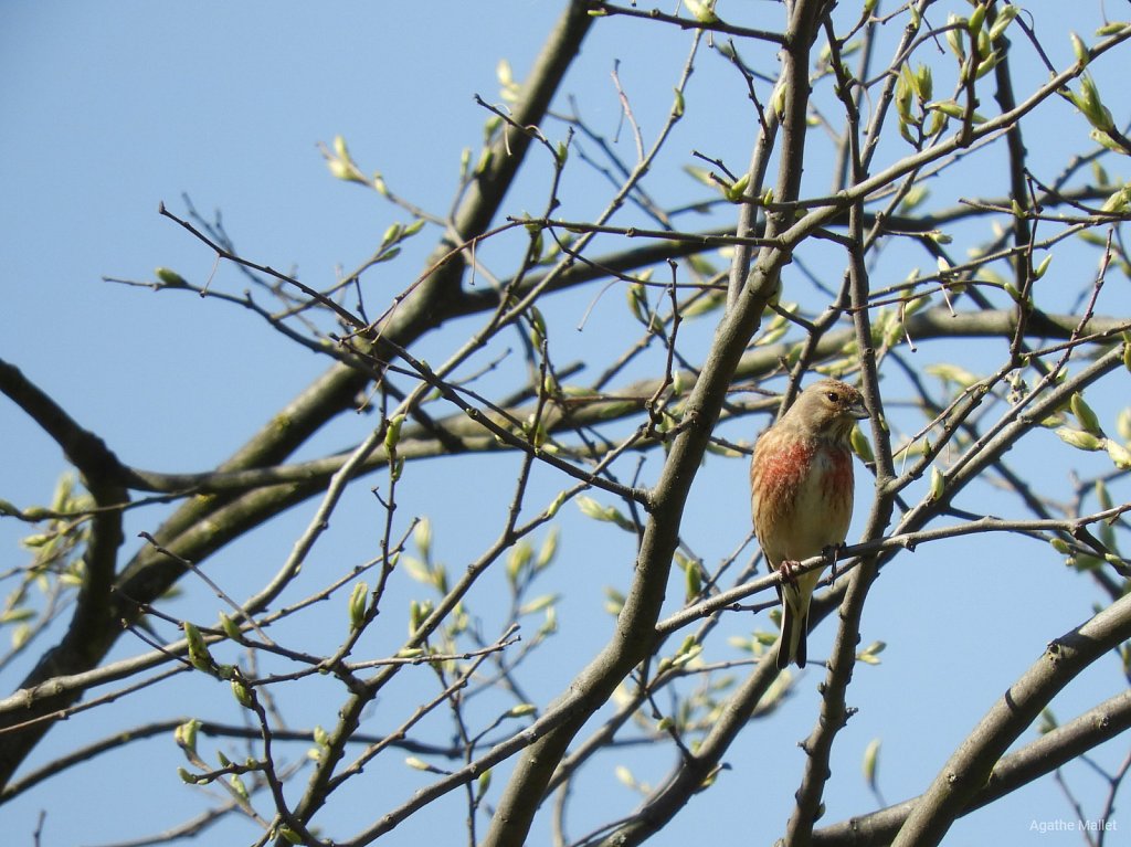 Linotte mélodieuse ♂