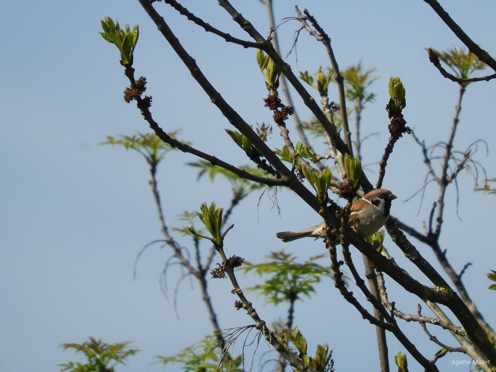 Moineau friquet