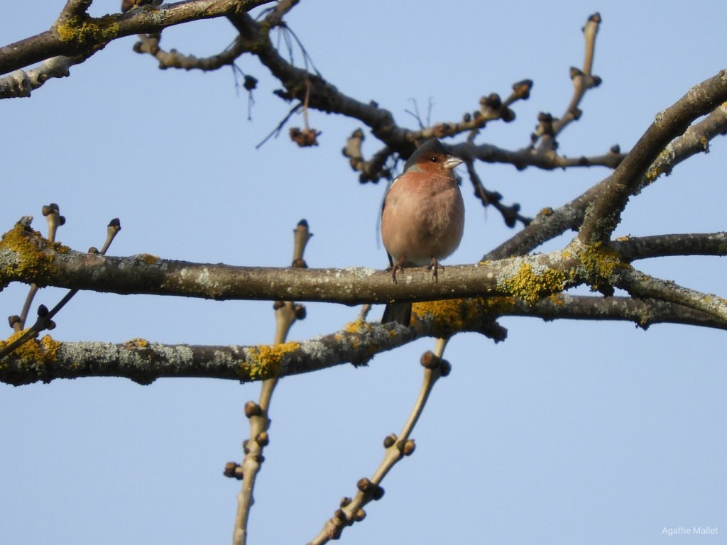 Pinson des arbres