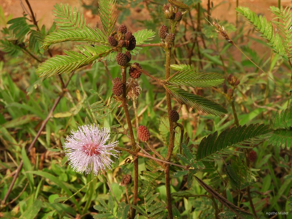 Sensitive - Mimosa pudica