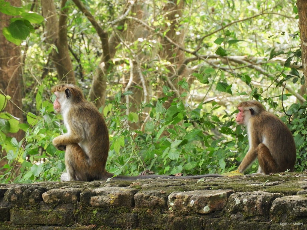 Toque macaque - Macaque à toque