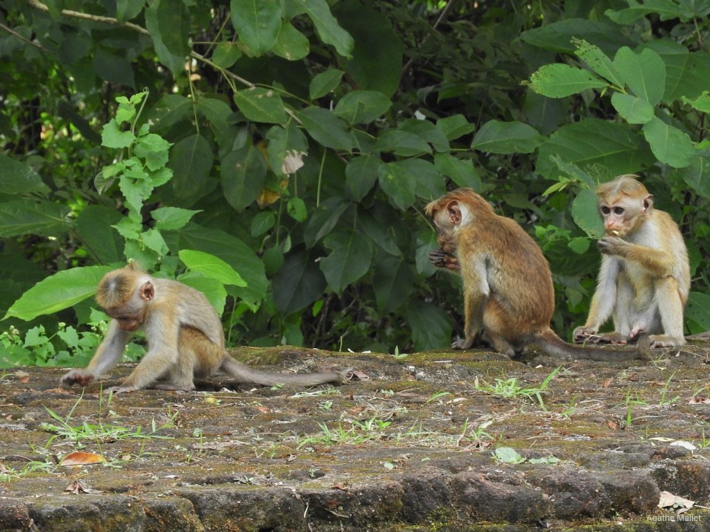 Toque macaque - Macaque à toque