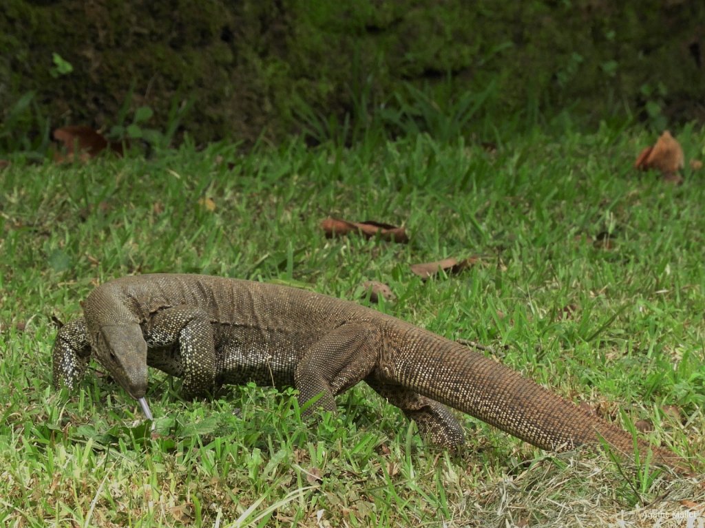 Water monitor - Varan malais