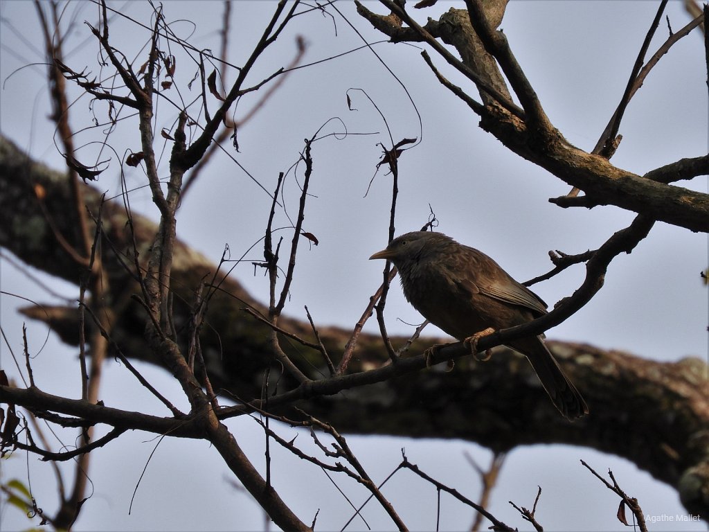 Orange billed Babbler - Cratérope de Ceylan