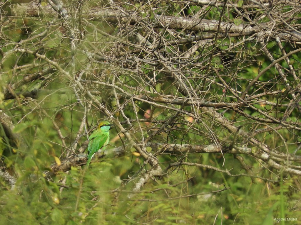 Little green bee eater - Guêpier d'orient